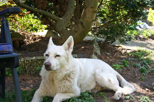 Felix_im_Garten_Mai_2008