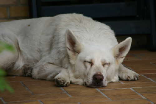 Felix_im_Garten_liegend Felix_im_Garten_liegend