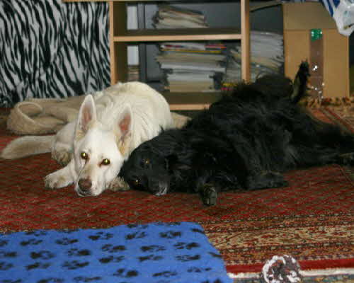 Felix_und_Perry_kuschelnd Felix_und_Perry_kuschelnd