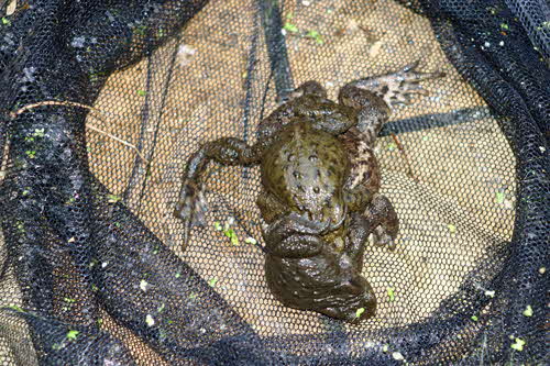 Froesche_Gartenteich2 Froesche_Gartenteich2