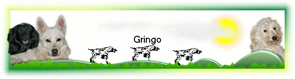 Gringo