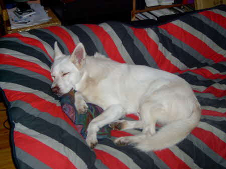 IM000133 Felix Sofa 2 (450 x 338) IM000133 Felix Sofa 2 (450 x 338)