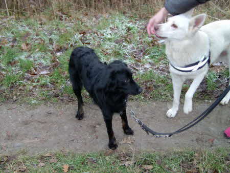 IM000140 Perry + Felix draußen (450 x 338) IM000140 Perry + Felix draußen (450 x 338)