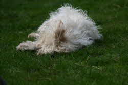 Maja-Rasen1 Maja-Rasen1