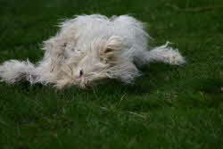 Maja-Rasen2 Maja-Rasen2