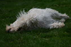 Maja-Rasen3 Maja-Rasen3