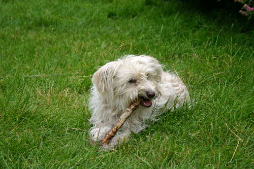 Maja-Stoeckchen Maja-Stoeckchen