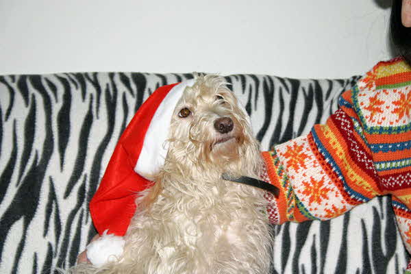 Maja-Weihnachten-2009 Maja-Weihnachten-2009