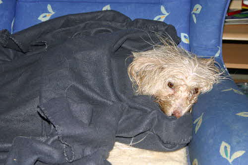 Maja-auf-Sessel-zugedeckt Maja-auf-Sessel-zugedeckt