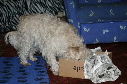 Maja-im-Karton Maja-im-Karton