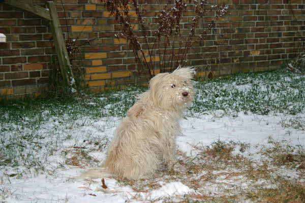 Maja-im-Schnee-122009 Maja-im-Schnee-122009