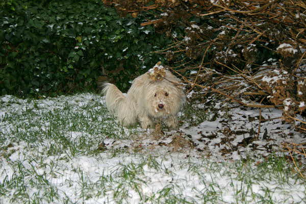 Maja-markierend-122009