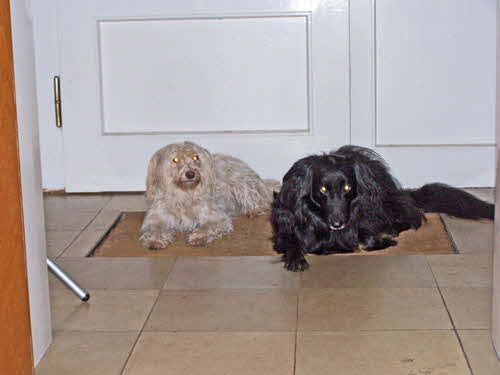 Maja-undPerry-im-Windfang Maja-undPerry-im-Windfang