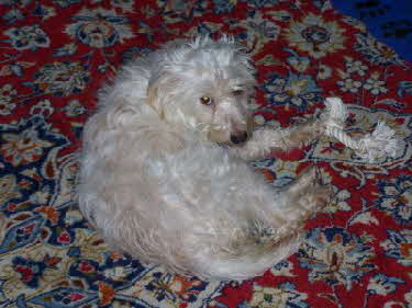 Maja_Teppich_und_Tau