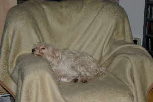 Maja_auf_dem_Sessel Maja_auf_dem_Sessel