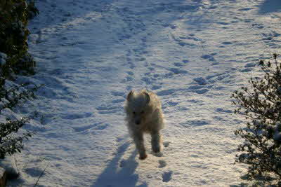 Maja_im_Schnee-rennend Maja_im_Schnee-rennend