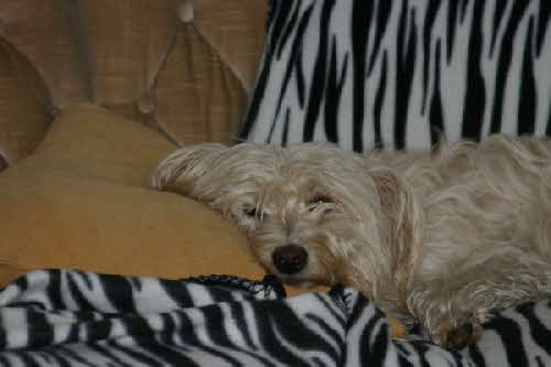 Maja_liegt_auf_dem_Sofa Maja_liegt_auf_dem_Sofa