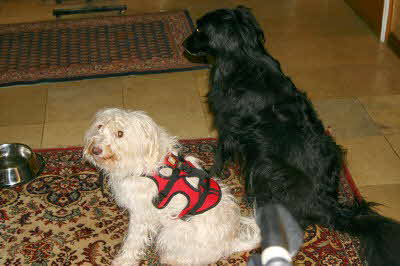 Maja_neues_geschirr Maja_neues_geschirr