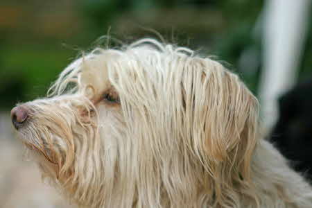 Maja_schnuppernd Maja_schnuppernd