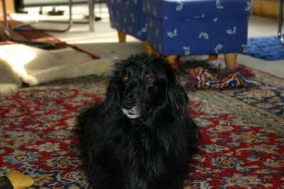 Perry-mit-nassen-Haaren Perry-mit-nassen-Haaren