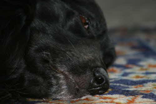 Perry_Nahaufnahme Perry_Nahaufnahme