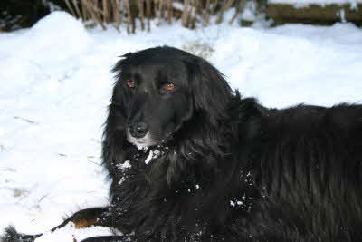 Perry_im_Schnee_liegend Perry_im_Schnee_liegend