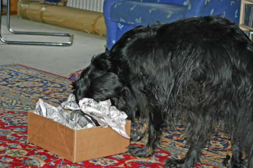 Perry_mit_dem_Kopf_im_Karton Perry_mit_dem_Kopf_im_Karton