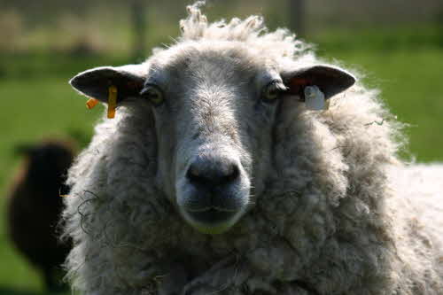 Schaf3 Schaf3