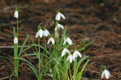 Schneeglöckchen_klein Schneeglöckchen_klein