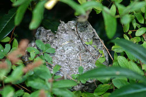 Wespennest Wespennest