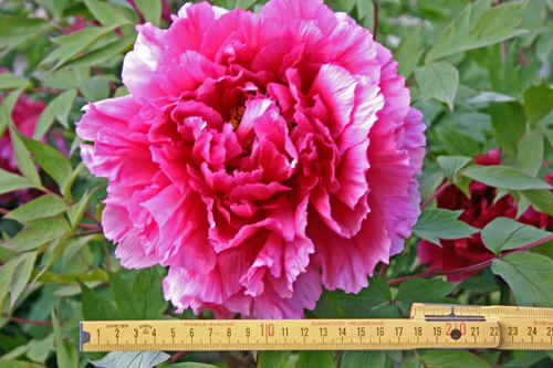 Bauernrose