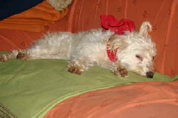 Blanca3