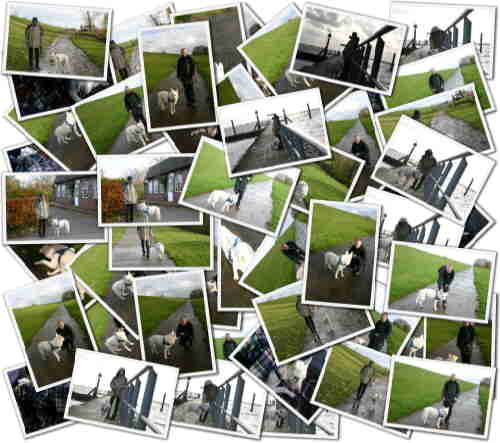 Collage