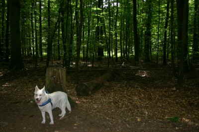Felix-Wald