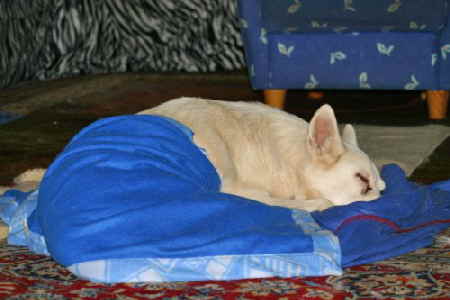 Felix20012009