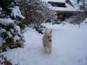 Felix_Schnee