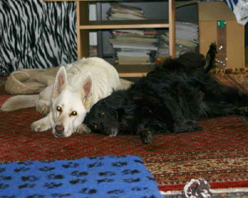 Felix_und_Perry_kuschelnd
