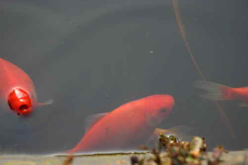 Fische