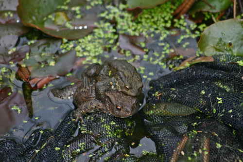 Froesche_Gartenteich1