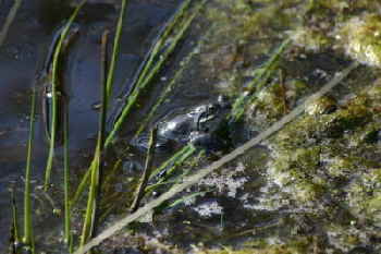Frosch
