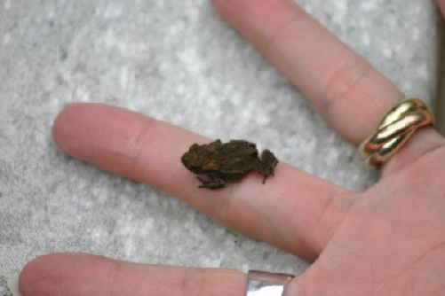 Frosch1
