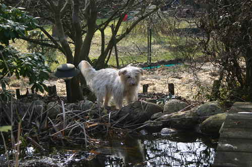 Maja-Goldfische-zaehlen-180