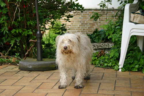 Maja-Schmutzfuss