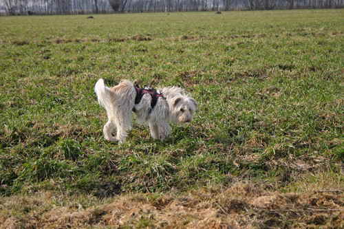 Maja-auf-Feld-18032010