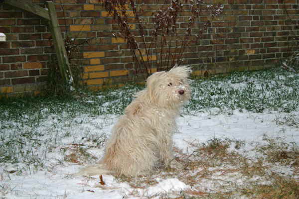 Maja-im-Schnee-122009
