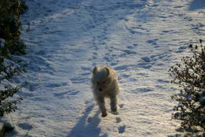 Maja_im_Schnee-rennend