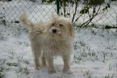 Maja_im_Schnee