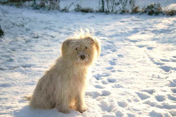 Maja_im_Schnee_sitzend_ji