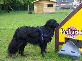 Perry-Hundeplatz1
