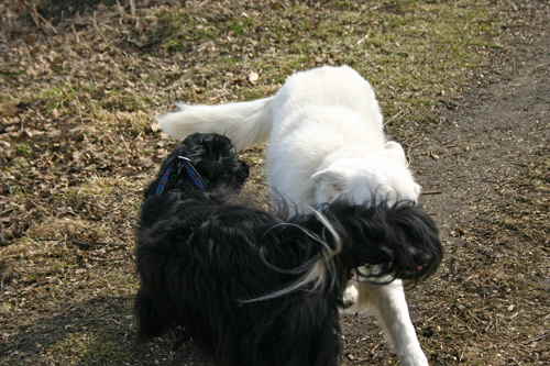 Perry-und-Lucy-18032010